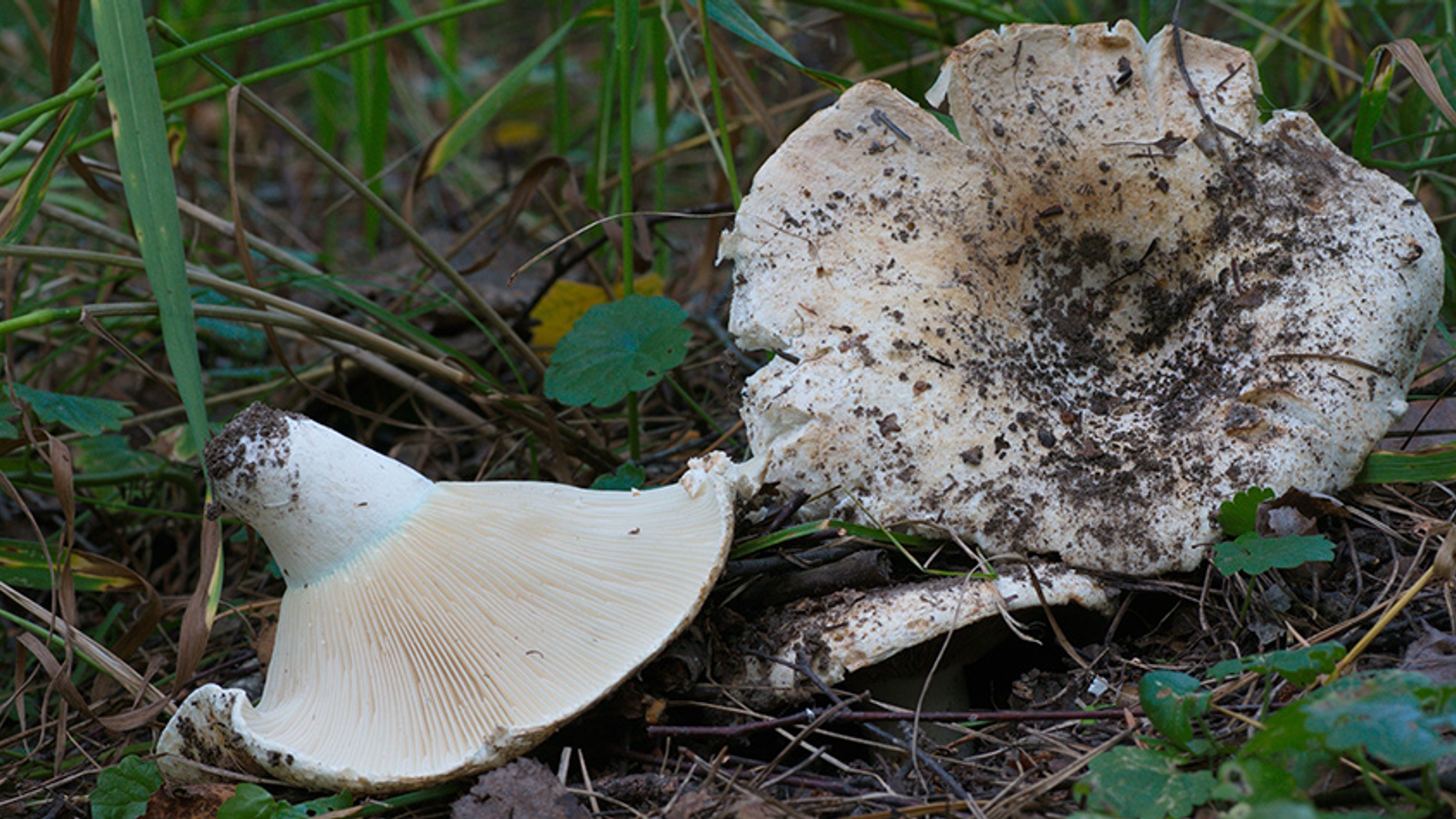 Smalplaatrussula