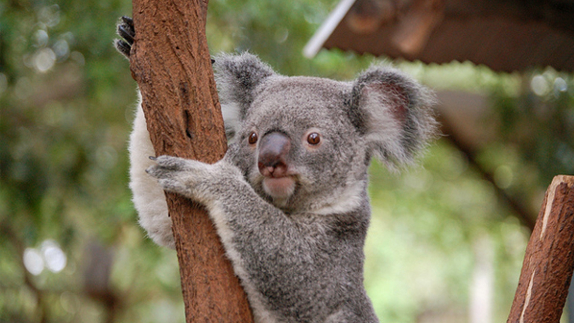 Koala_Ted-Lester-Flickr_01.jpg