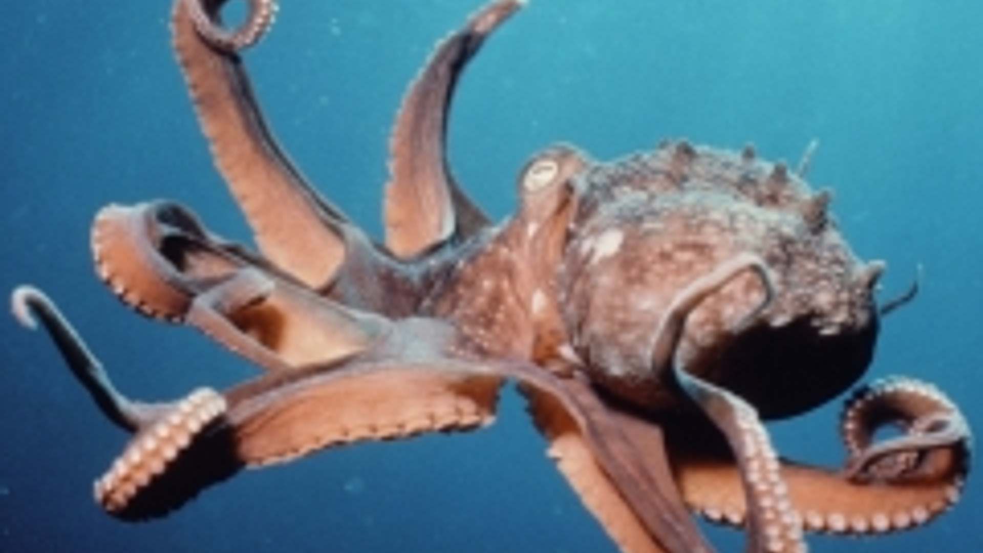 octopus_01.jpg