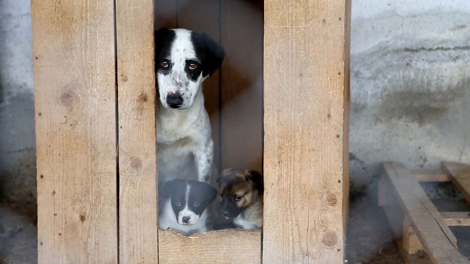 VIER_VOETERS_Teef_met_twee_pups.JPG