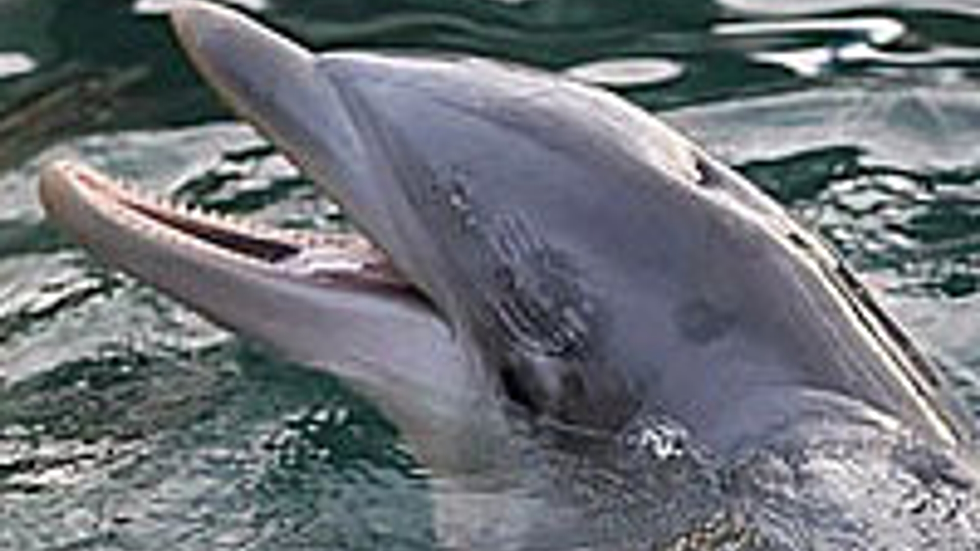dolfijn_33.jpg