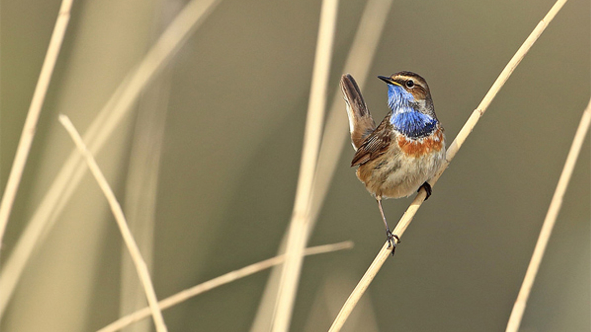 Blauwborst-kasteelheertje.jpg