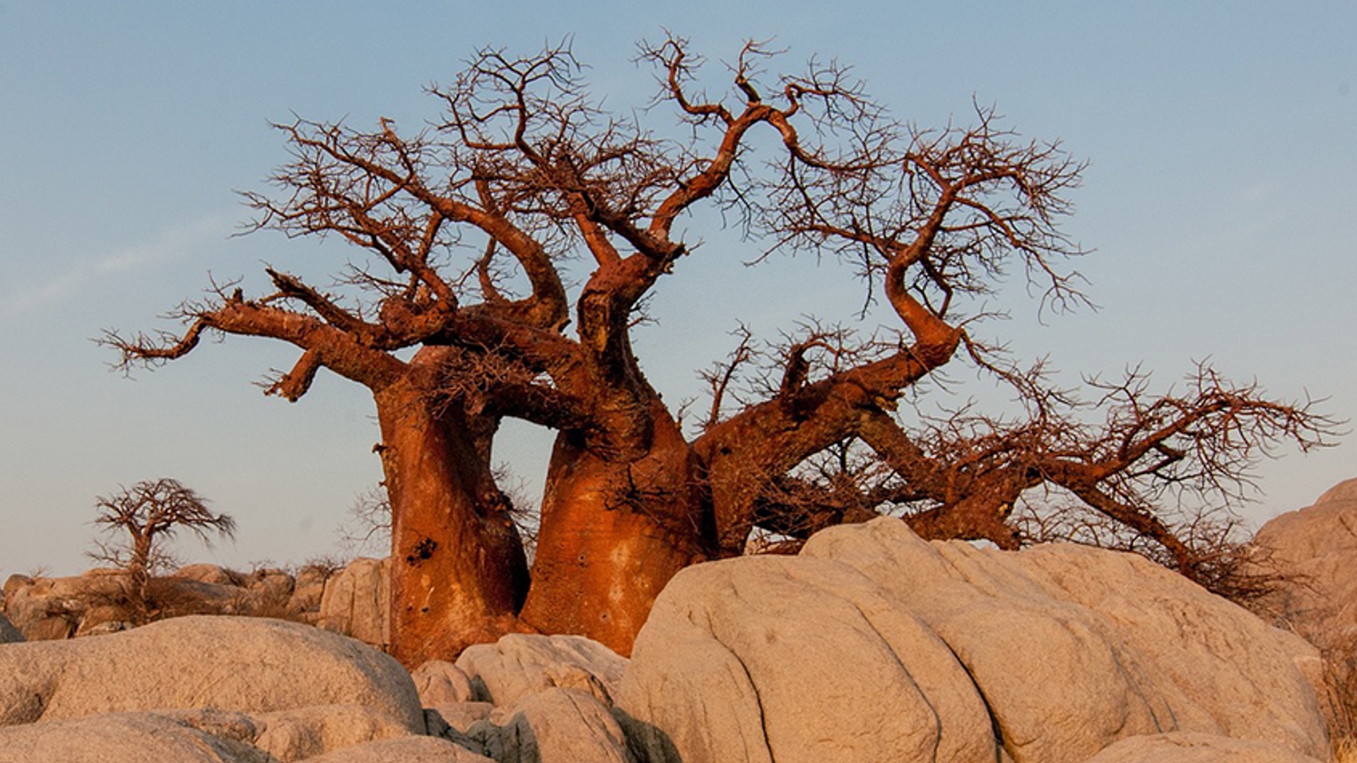 baobab