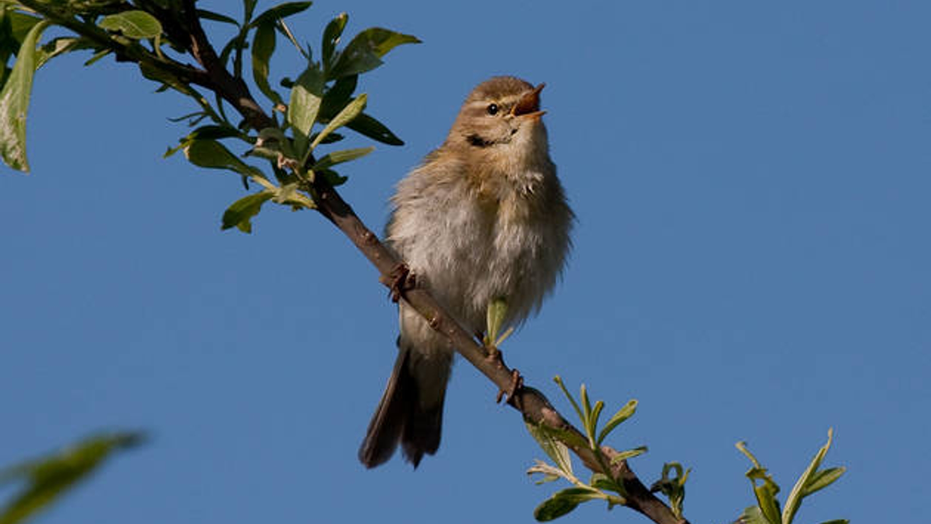 zangvogel.jpg