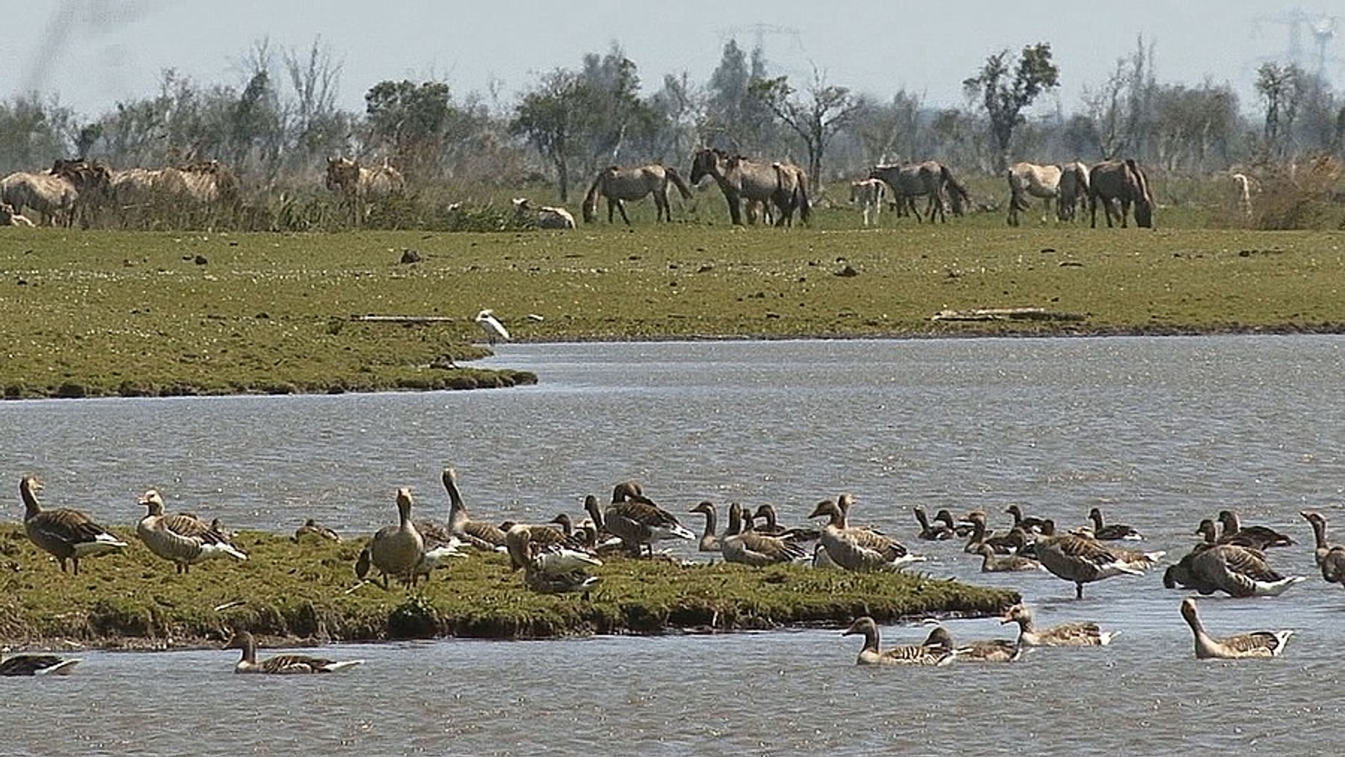 oostvaardersplassen_-_skydive.jpg