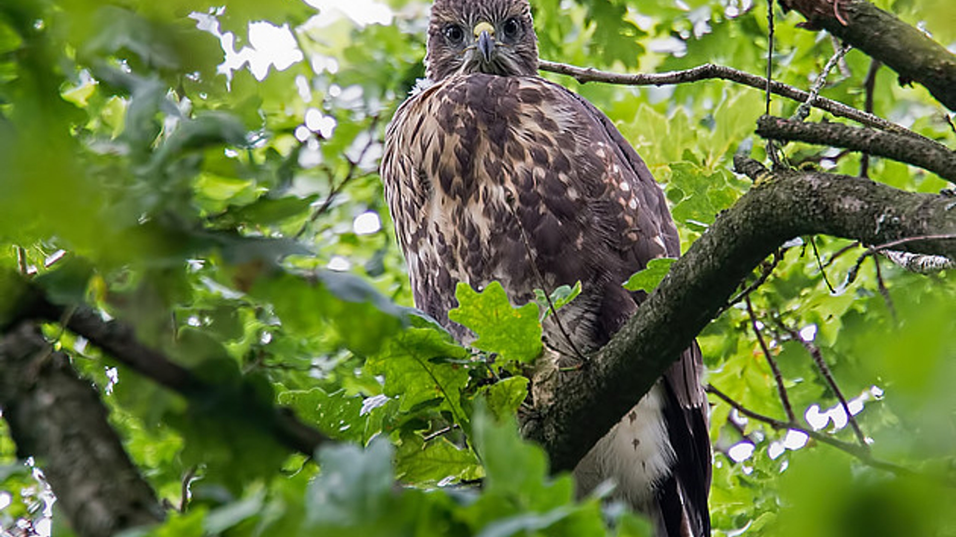 buizerd_25.jpg