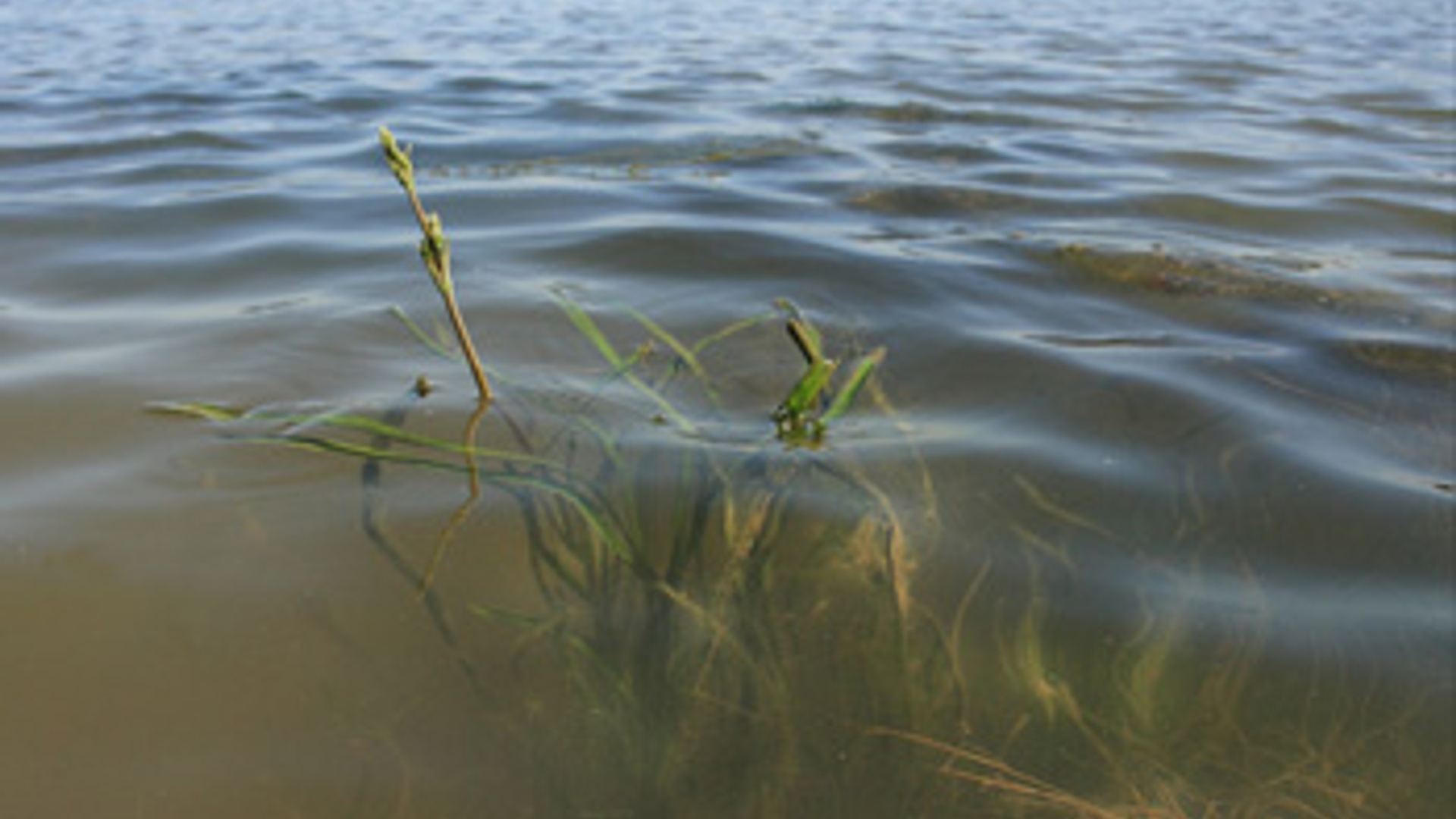 nieuwsbiesbosch.jpg