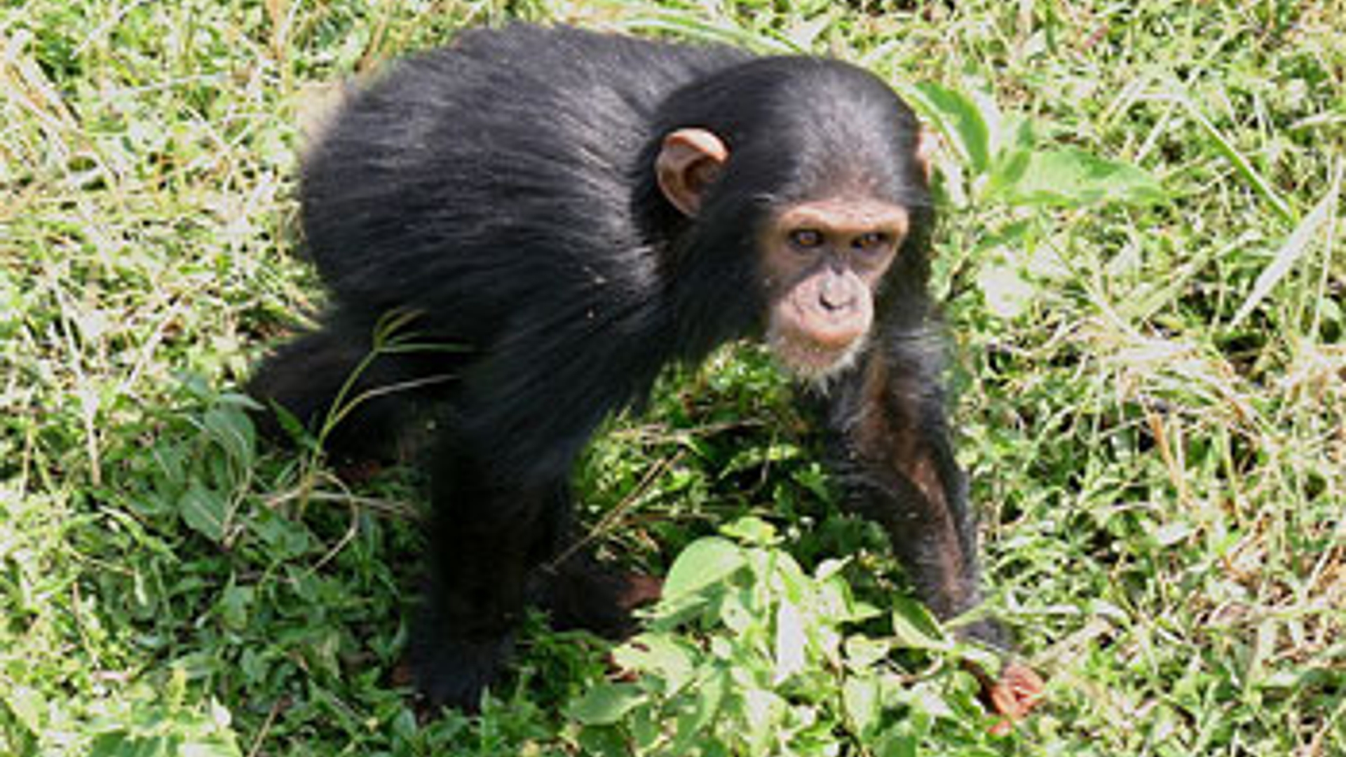 Chimpansees.jpg