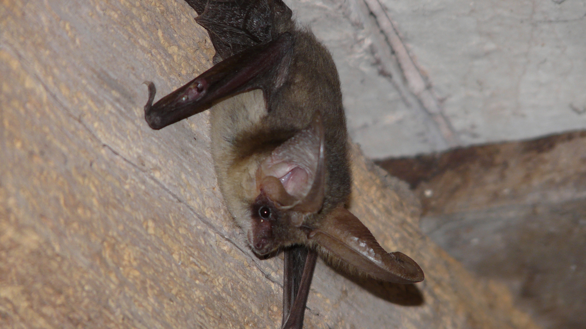 grootoorvleermuis_2es_jornades_BioBlitz_2012.jpg