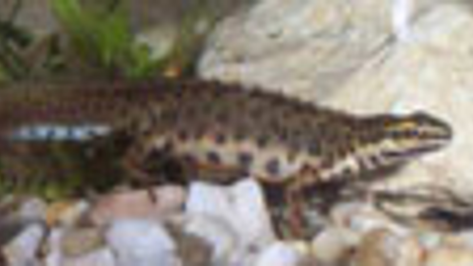 watersalamander_01.jpg