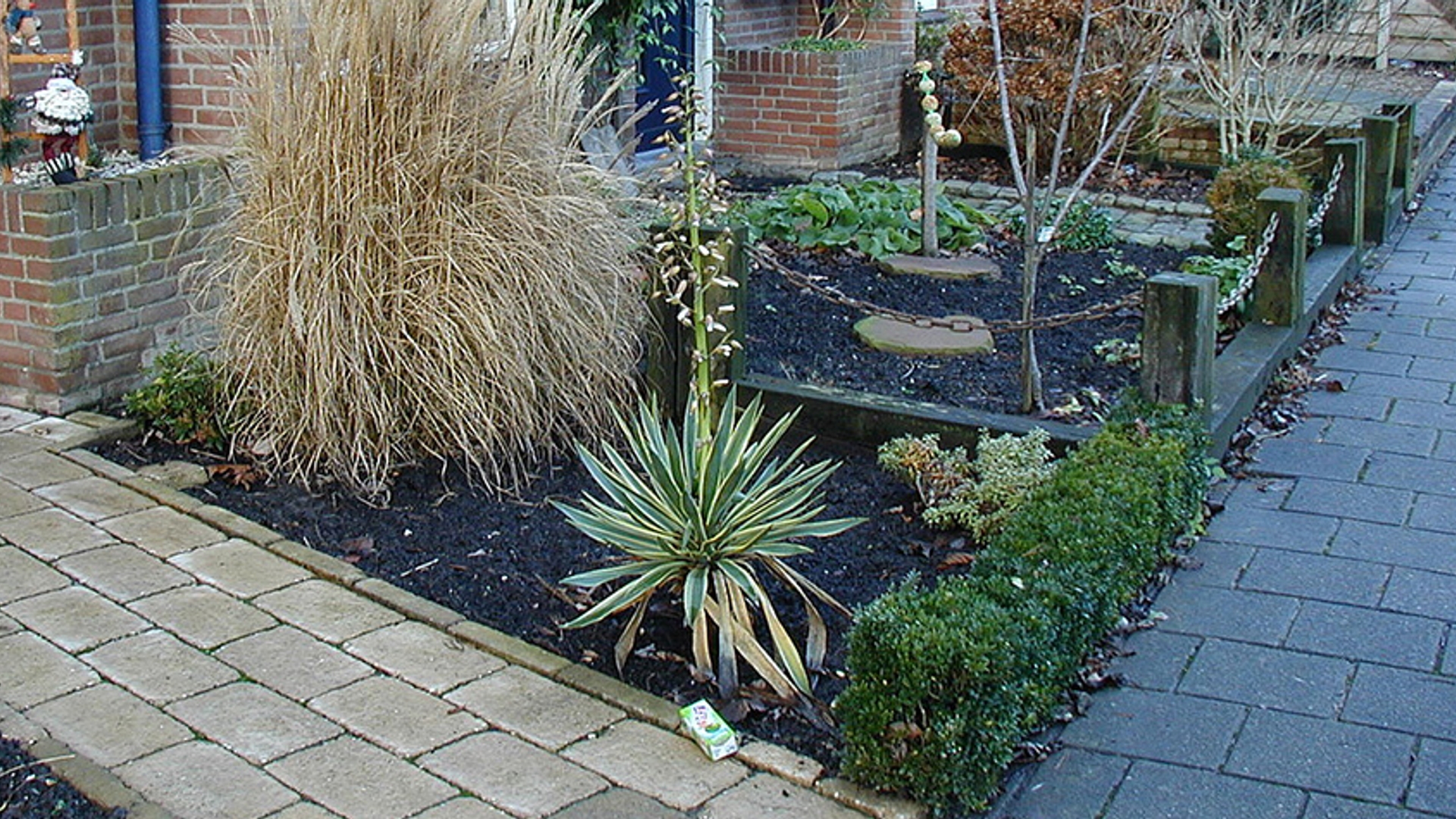 Yucca in de tuin