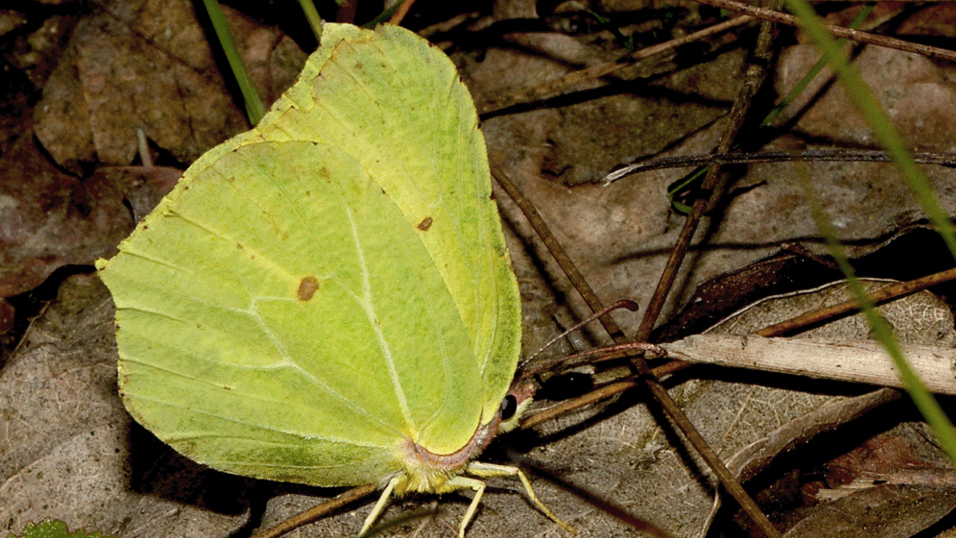 Citroenvlinder_Kars_Veling.jpg