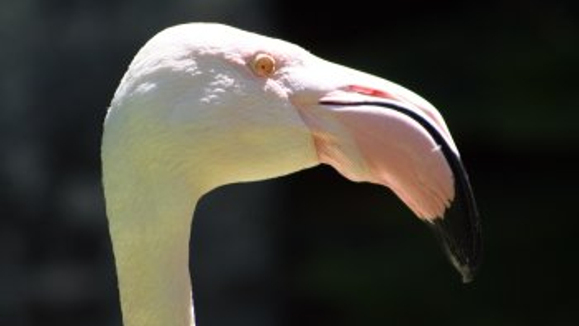 flamingo.jpg