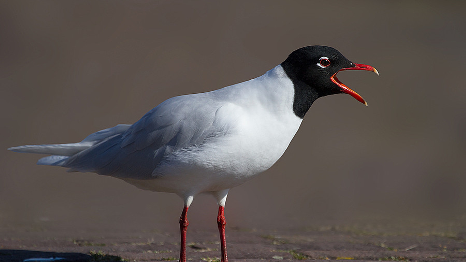 zwartkopmeeuw_LubbertSpaanse.jpg