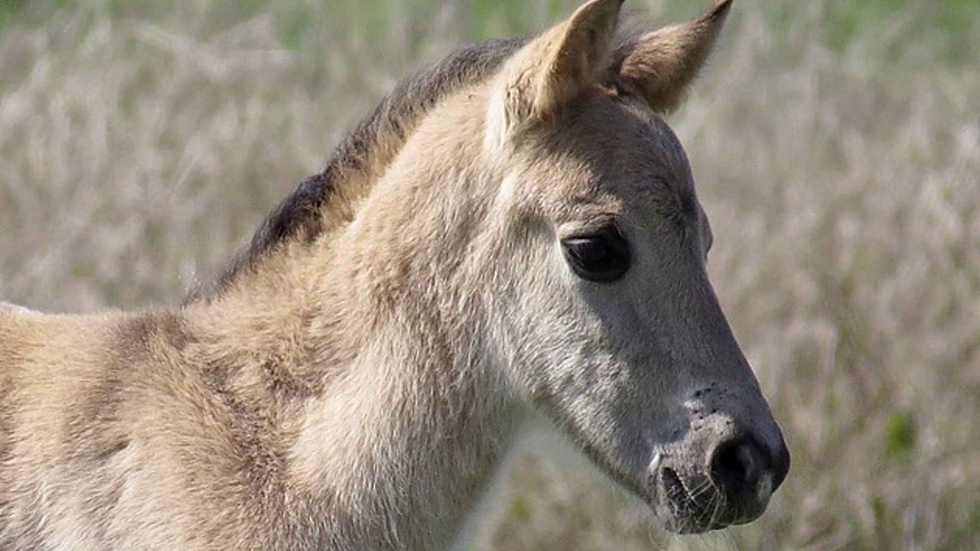 konikveulenmarijkekemps.jpg