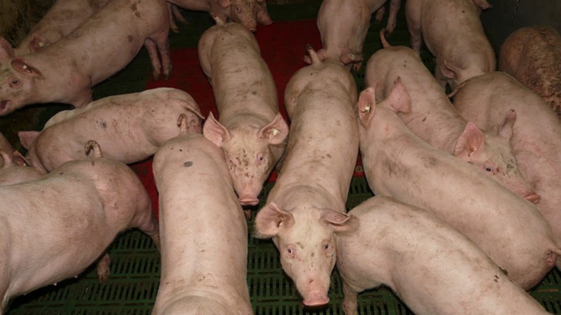 pig-11246_640