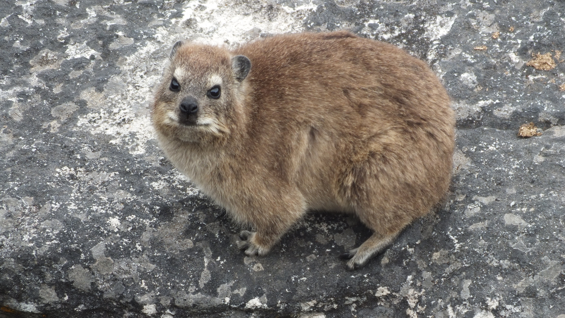 dassie.jpg