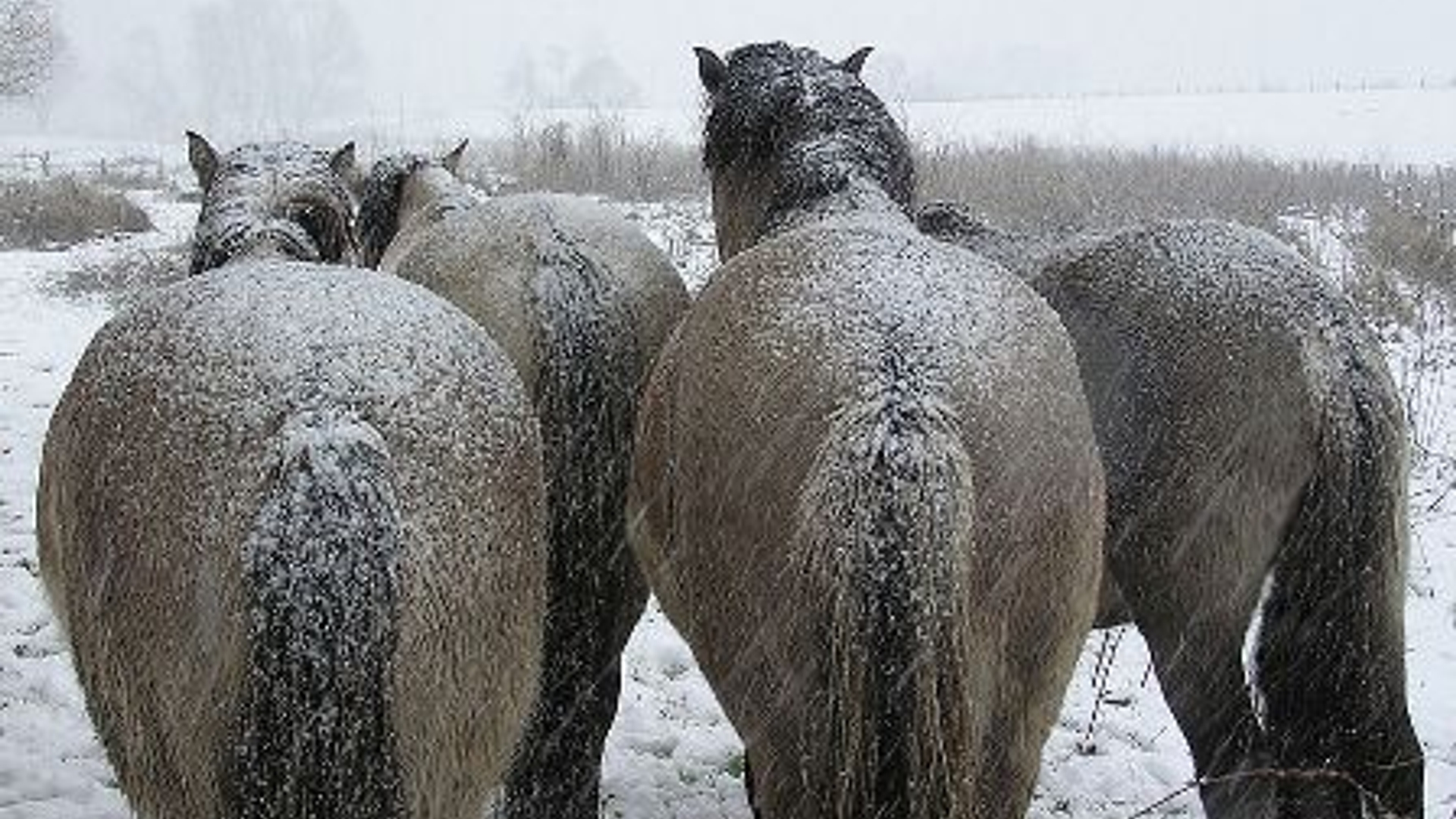 konikpaarden2.jpg