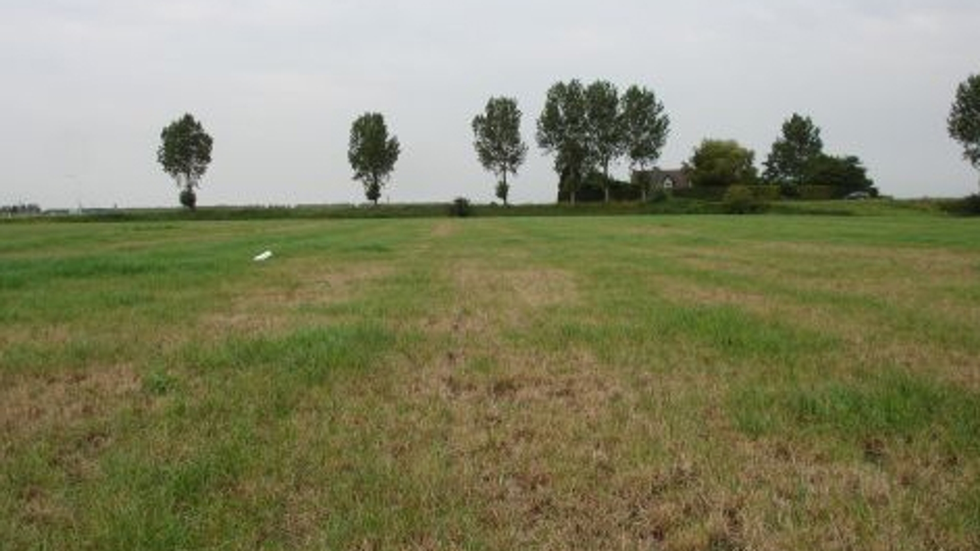 grasveld.jpg