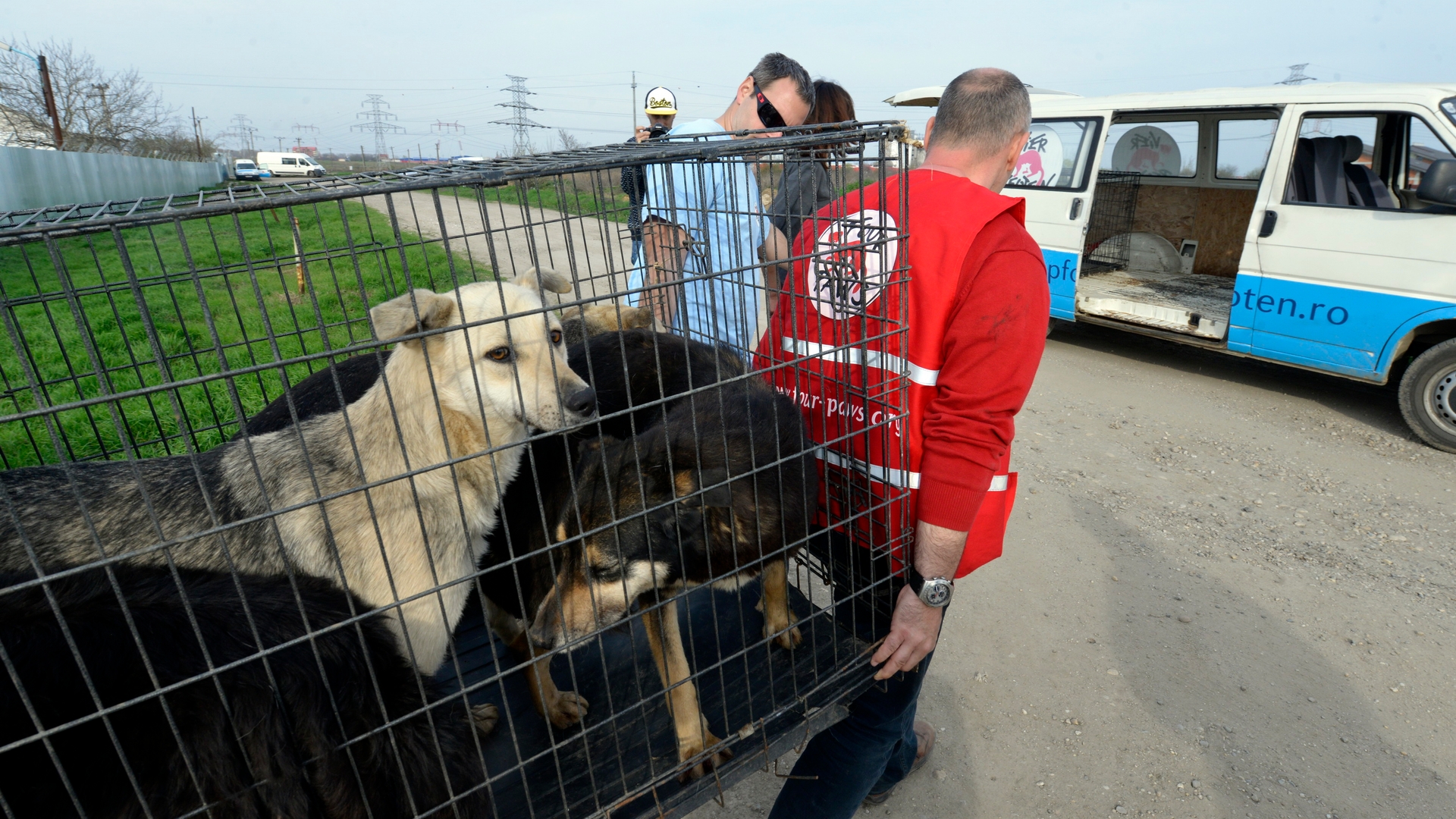 Honden_mishandeld.jpg