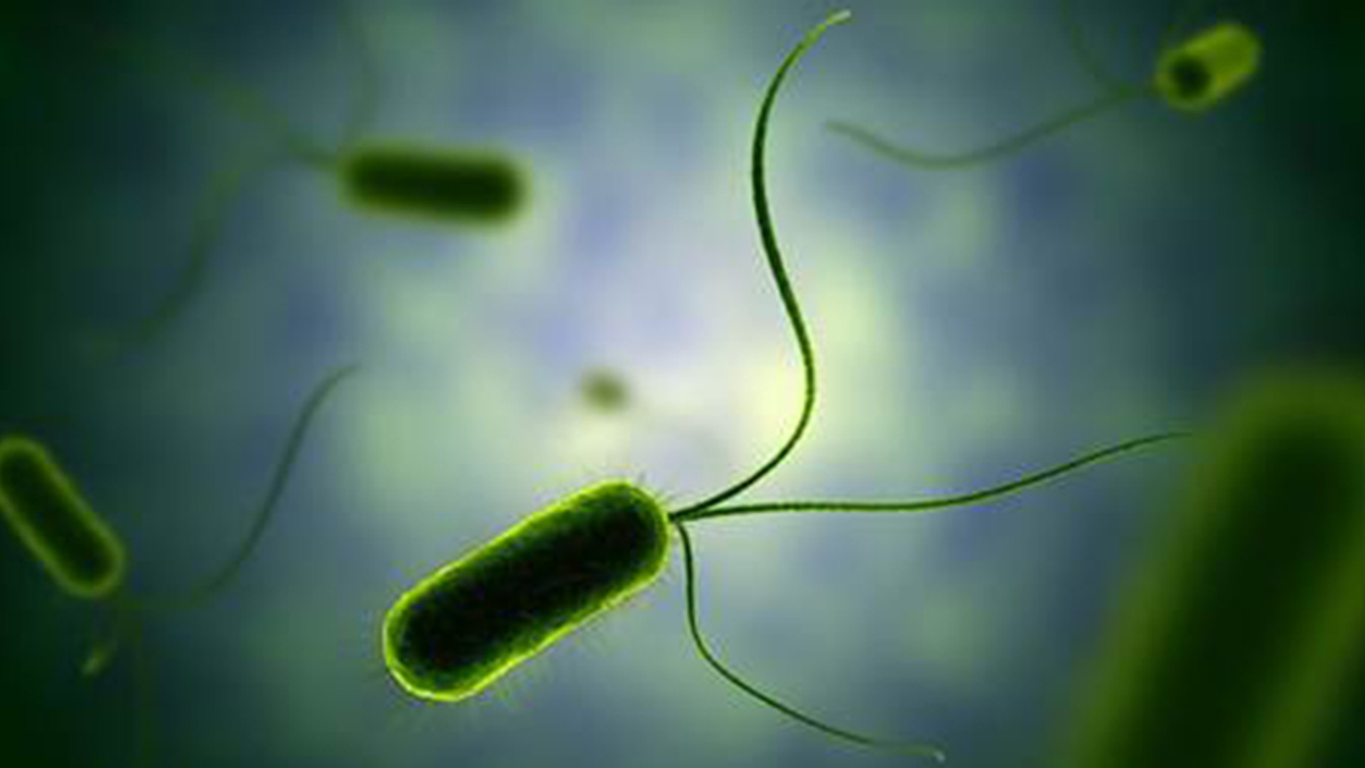 Bacterie E.coli