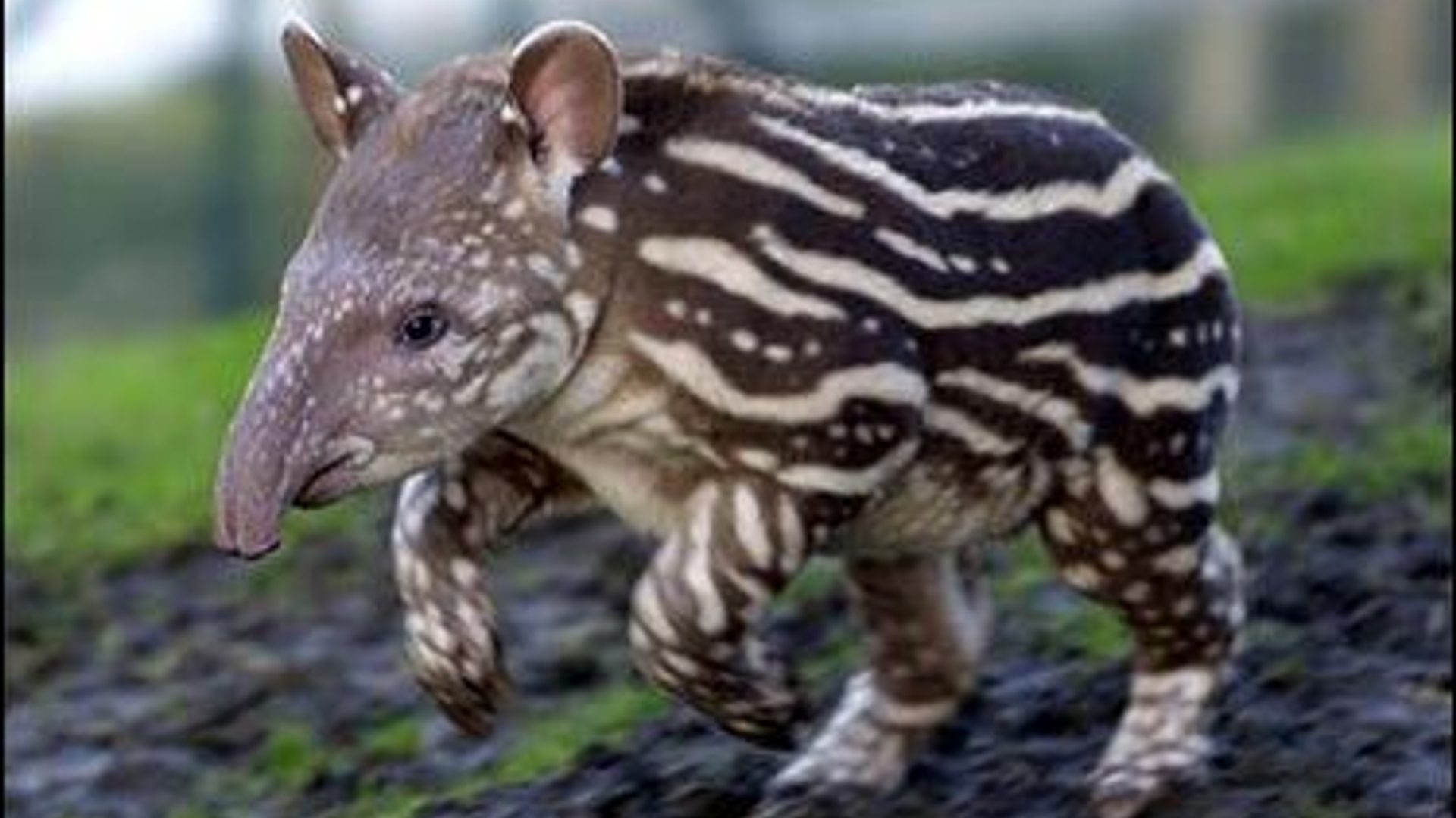 tapir1.jpg