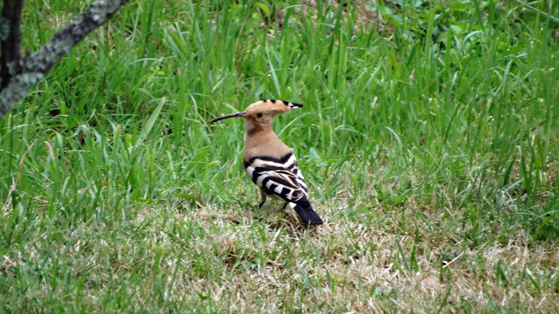 hop_in_tuin.jpg