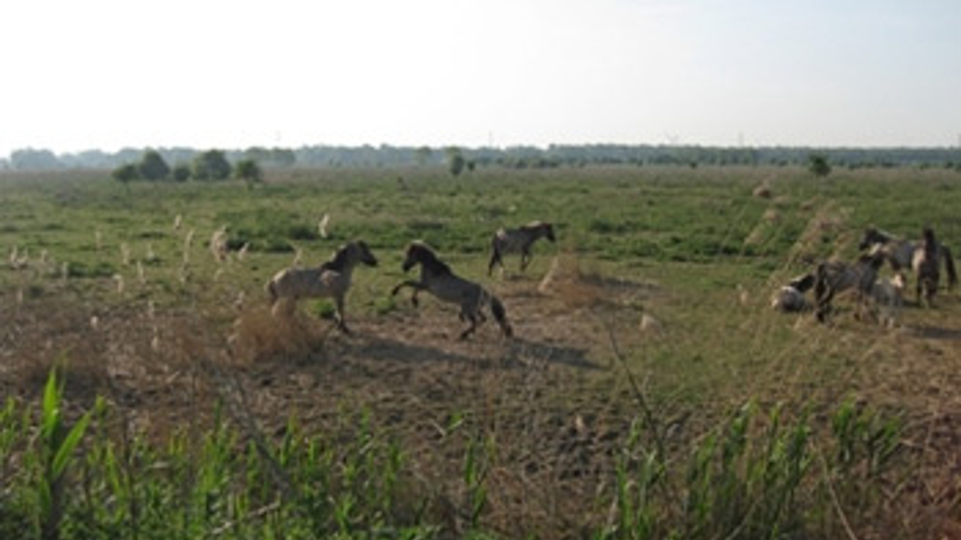 oostvaardersplassen_04.jpg