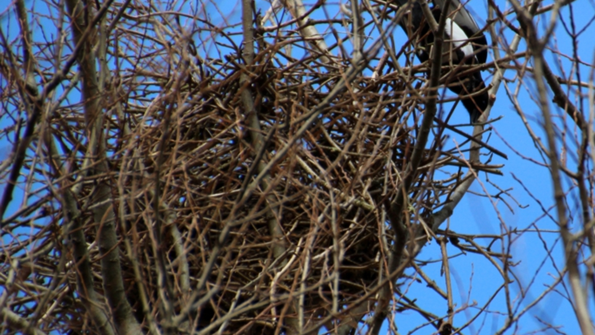 nest_01.jpg