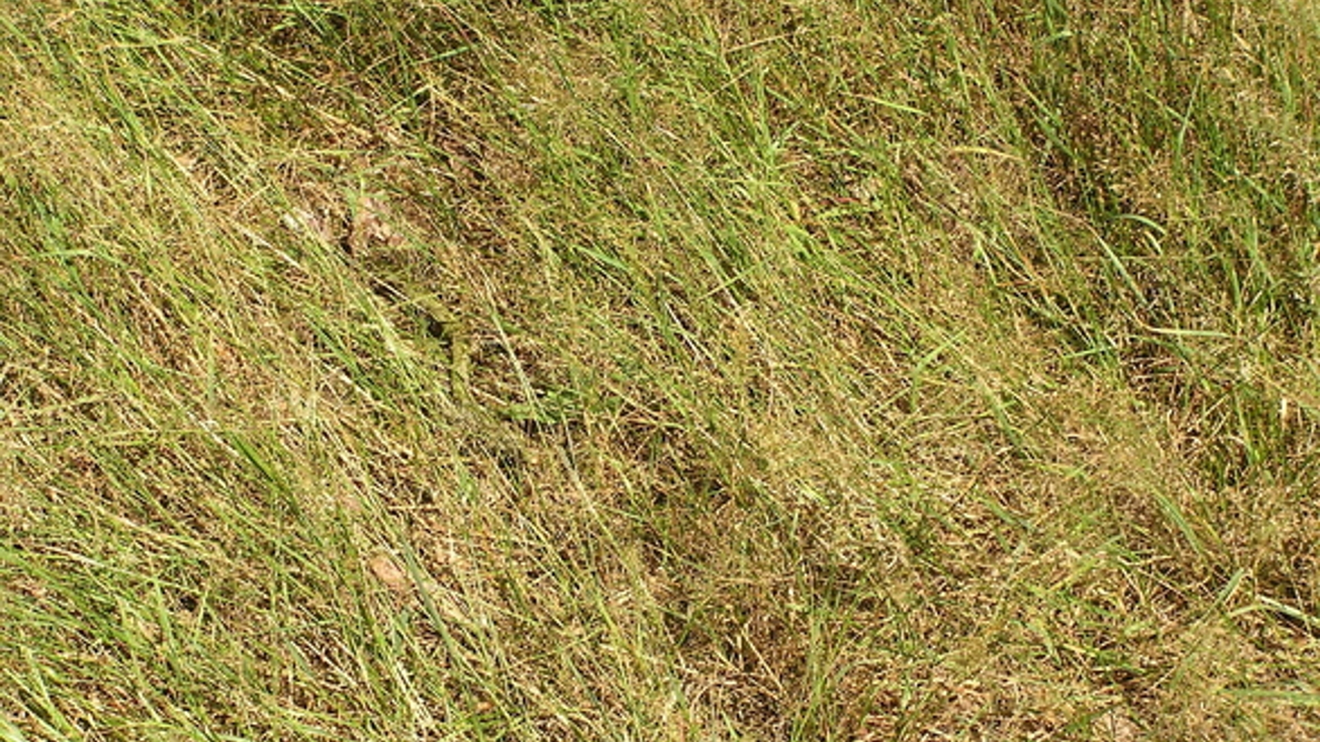 grass-1339336.jpg