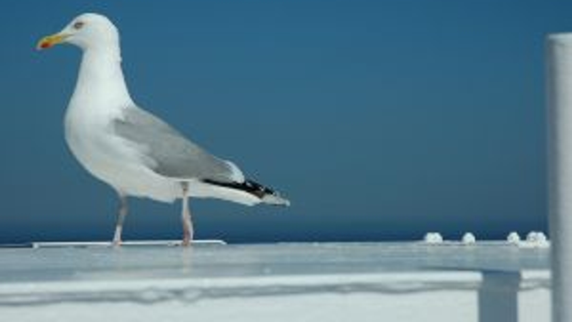 578635_sea-gull__3.jpg