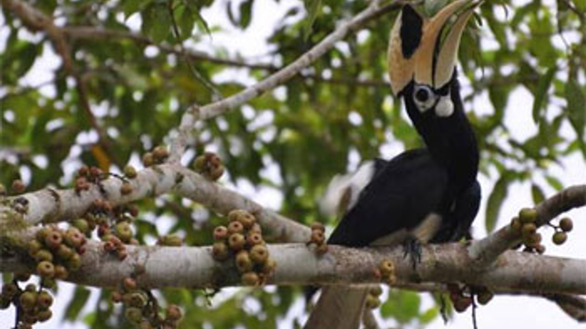 Hornbill-oerwoud-Borneo.jpg