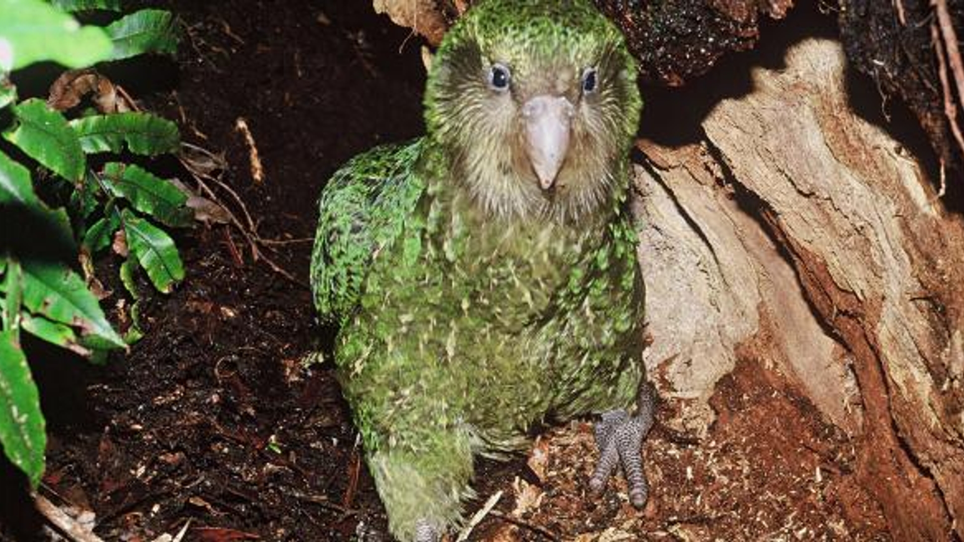 Kakapo_papegaai_AFP_0_01.jpg