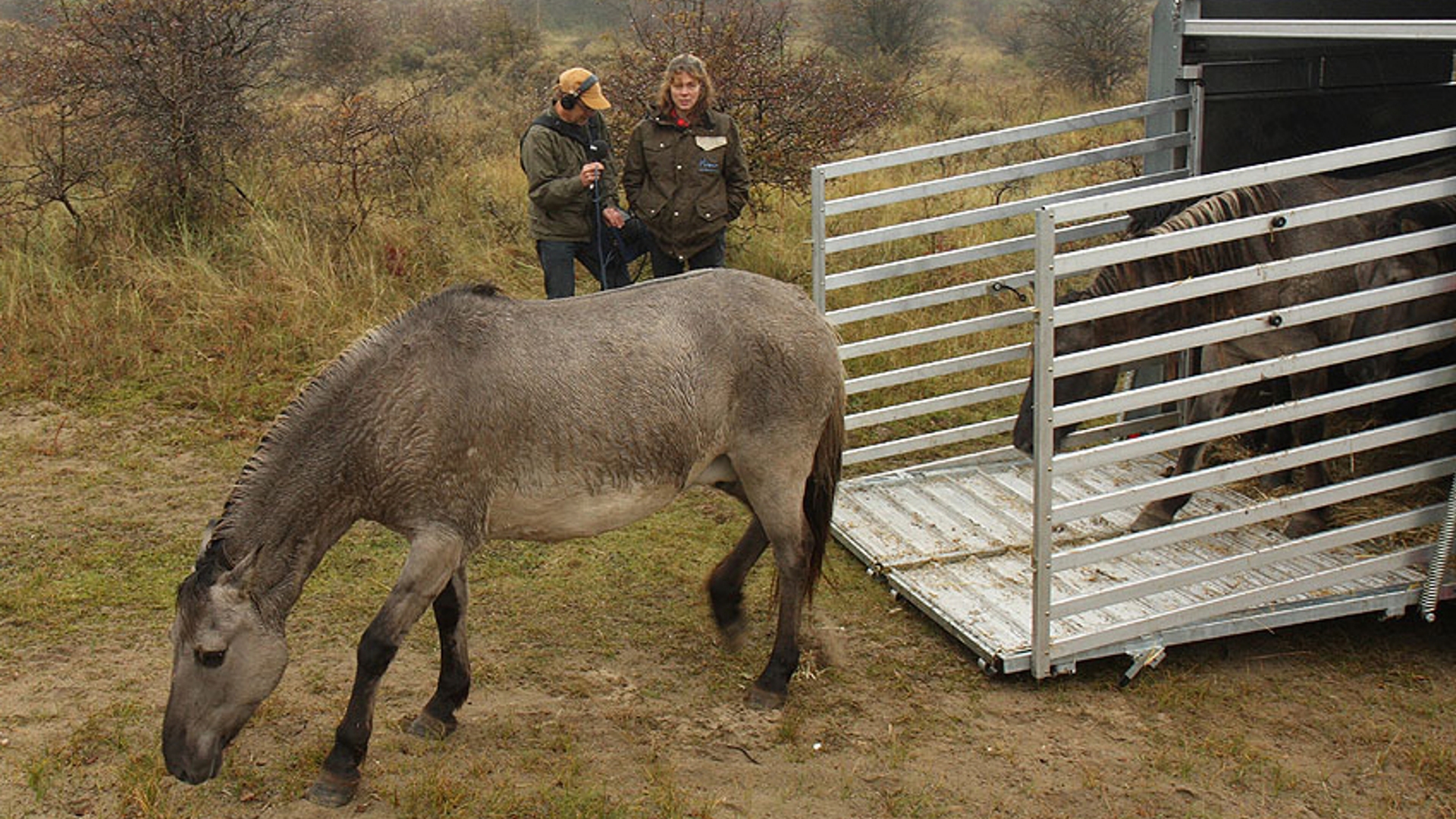 verkleind_Kraansvlak_2009_10_22_00045a_loslaten_konik_LL_01.jpg