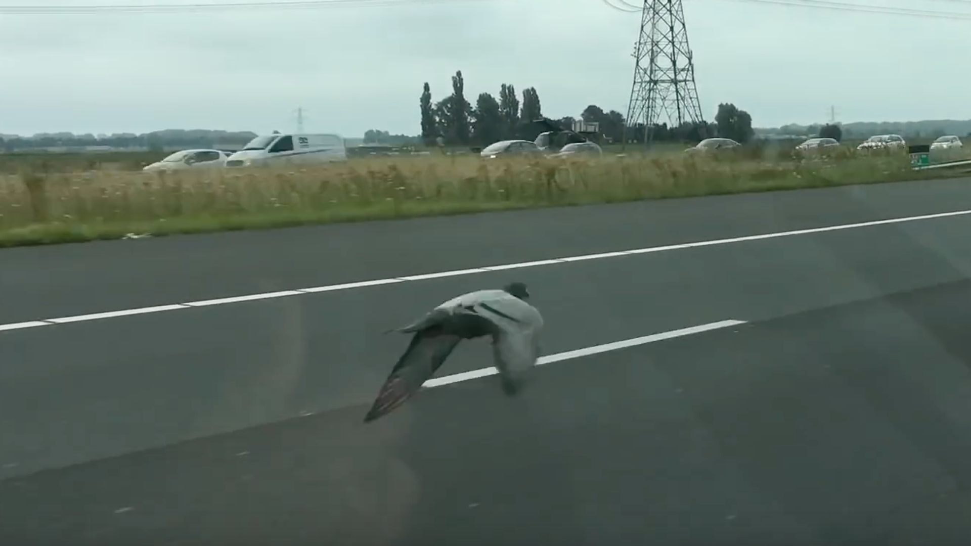 Duif vliegt over snelweg - video