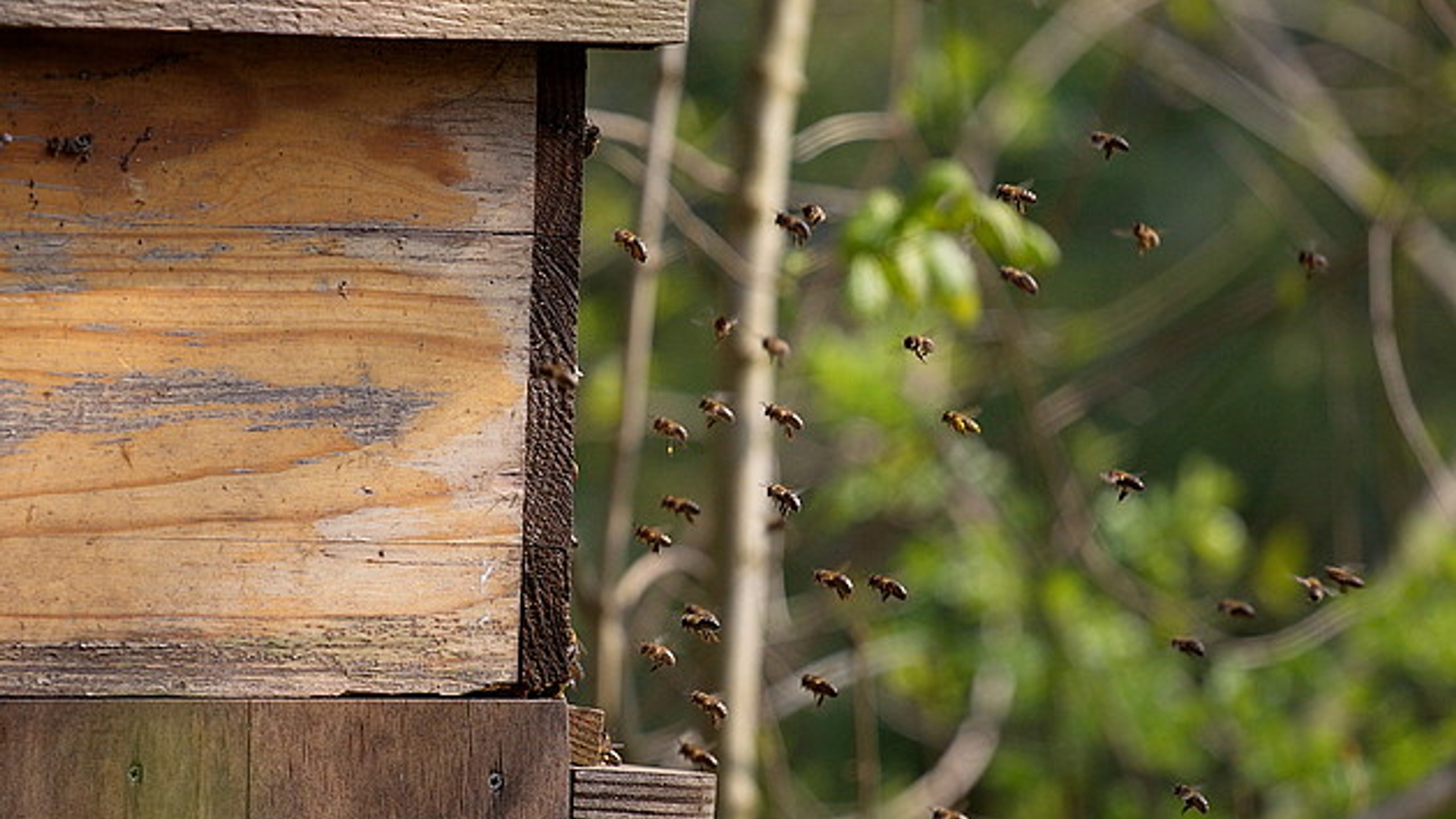 honingbijen.jpg