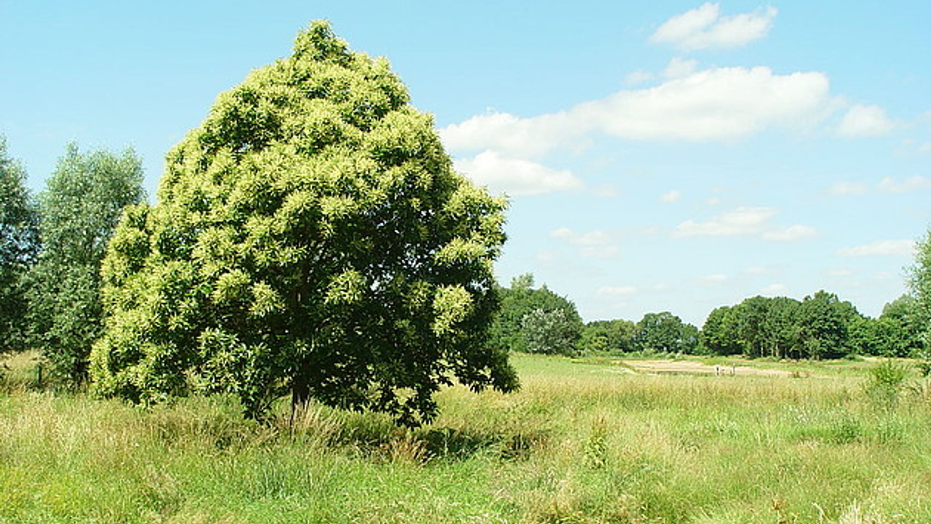 bos_JohanEversFoto.jpg