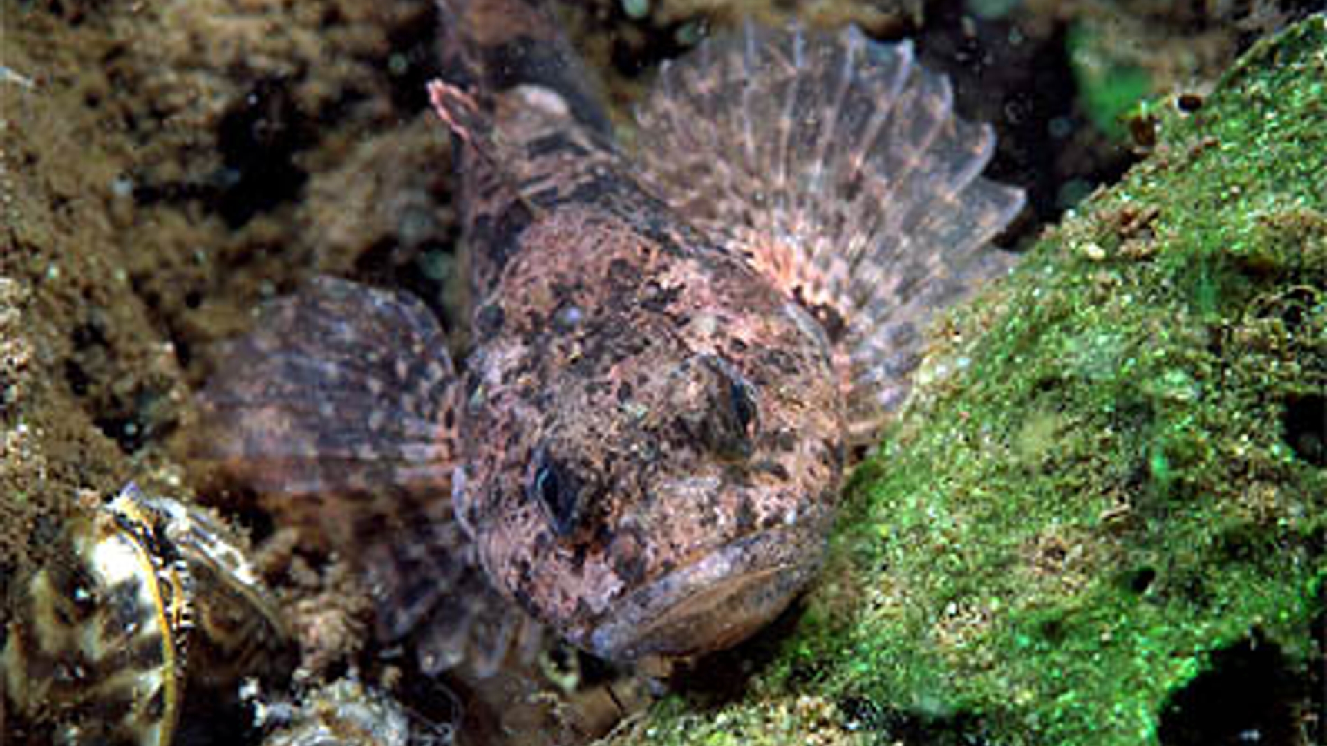 Cottus_gobio_2.jpg