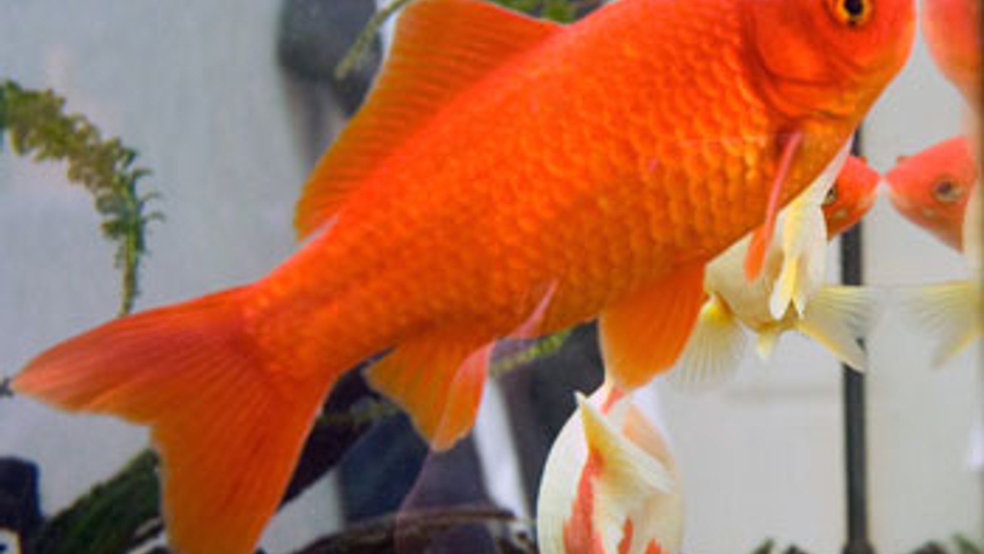 Goldfish3.jpg