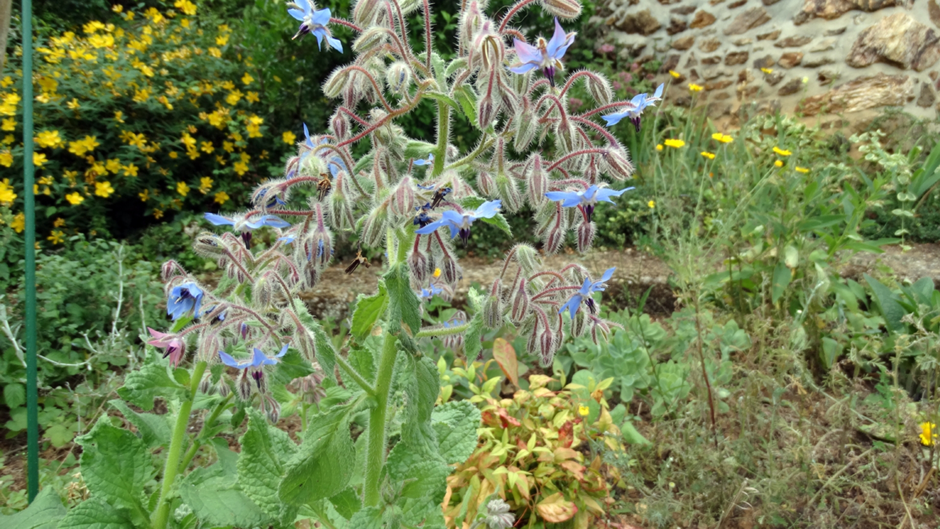 Borage_in_Refuge.jpg