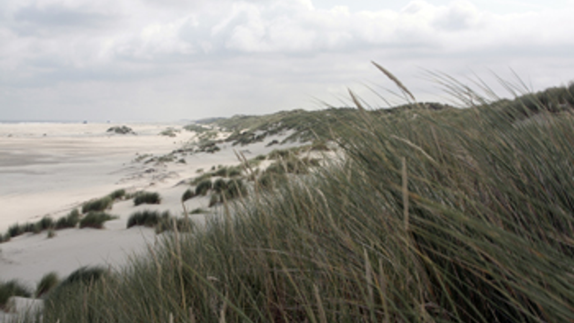 duinen_19.jpg