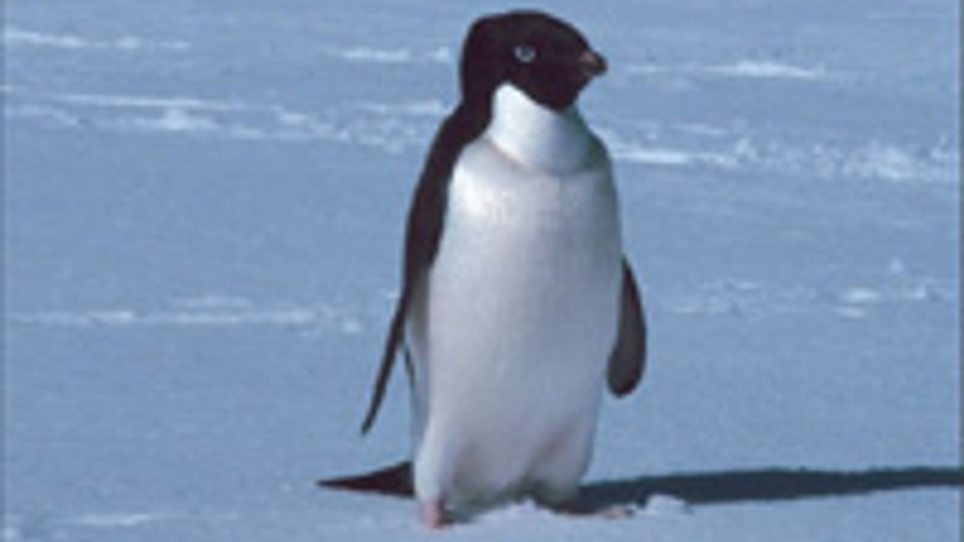 pinguin_04.jpg