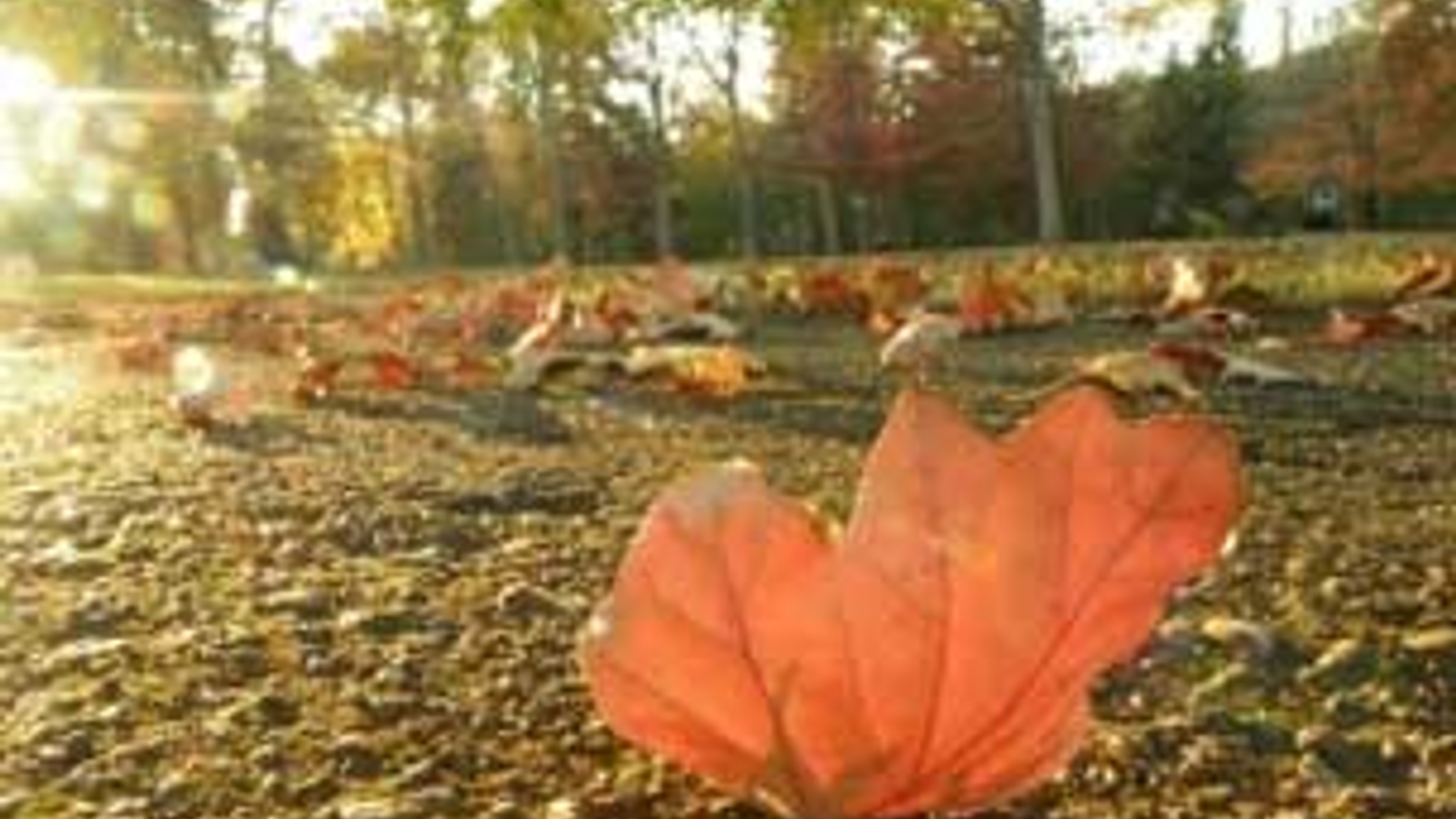 Herfst.jpg