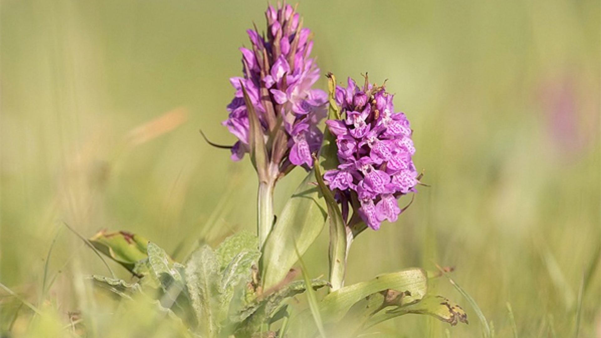 orchis_corineoste.jpg