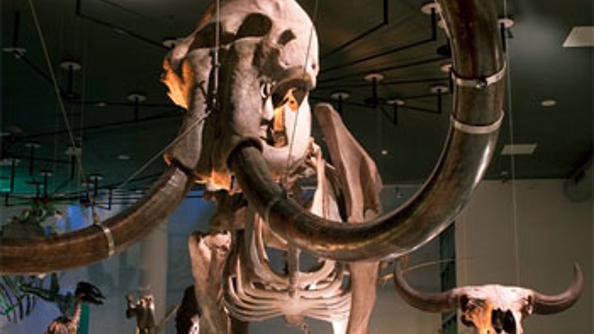 Naturalis-s.jpg