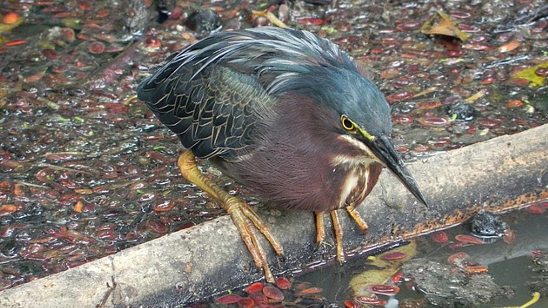 groene_reiger_01.jpg