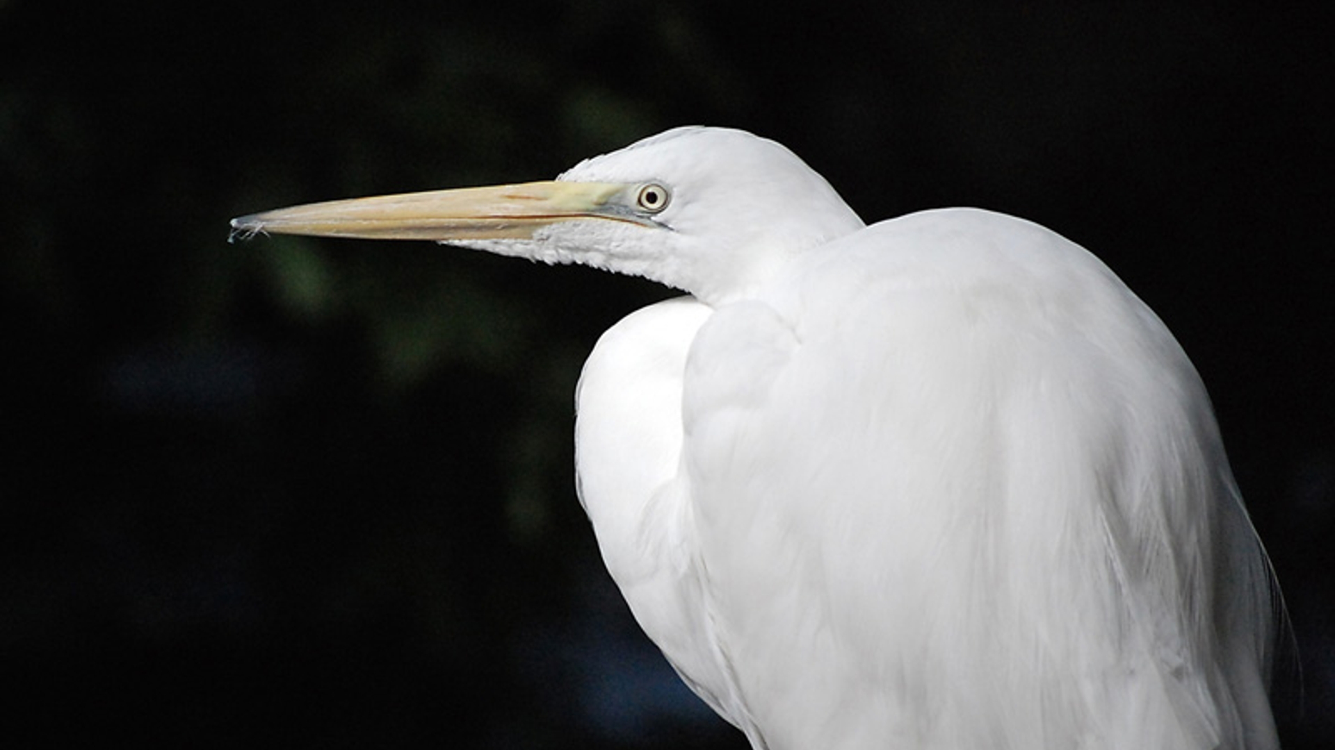 Witte_reiger_c_D.Mudde.jpg