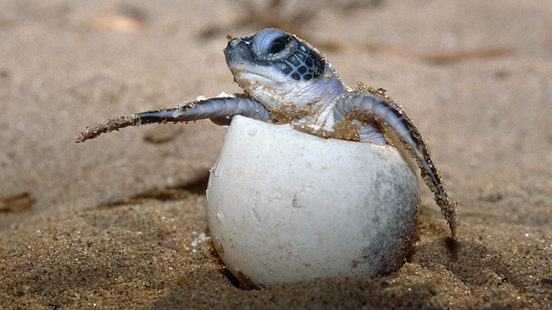 Jongen-groene-schildpad-uit-ei-_Roger-Leguen-WWF