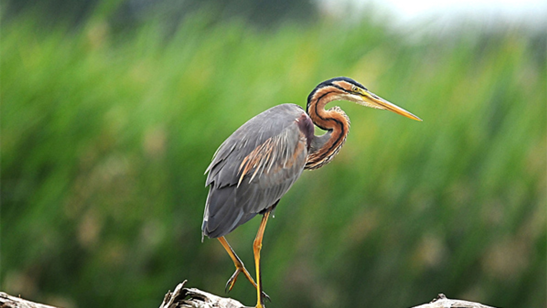 purperreiger-bonteklepper.jpg