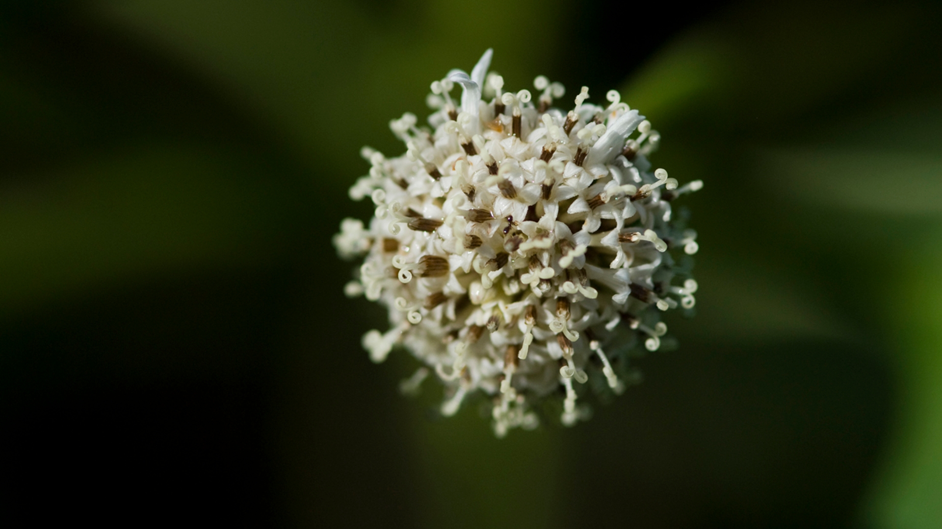 galapagos_scalesiaflower.jpg